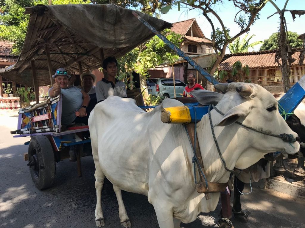 ox carts tour by city tour yogyakarta