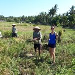 java travel blog harvest rice