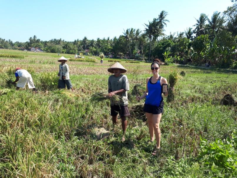 java travel blog harvest rice