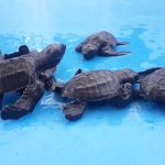 bike tour and se turtle