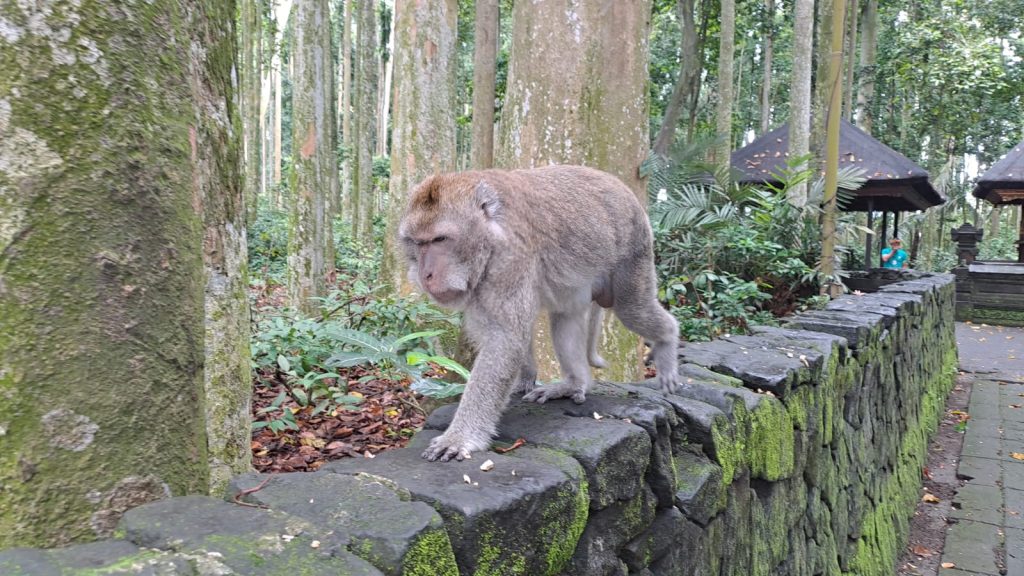 Ubud Monkey Forest