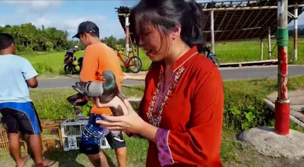 pigeon racing in bantul Yogyakarta