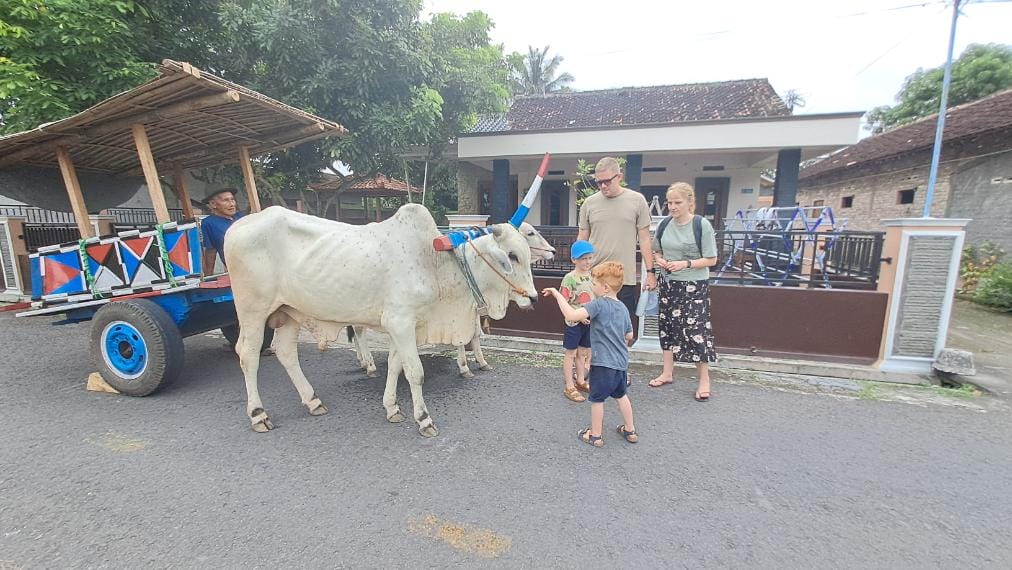 Ox cart tour in Yogyakarta
