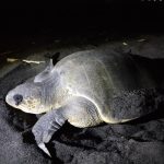 Watching Sea Turtles Nesting and Releasing Hatchlings