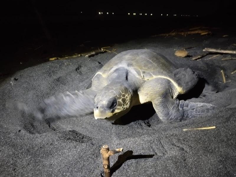 Watching Sea Turtles Nesting and Releasing Hatchlings