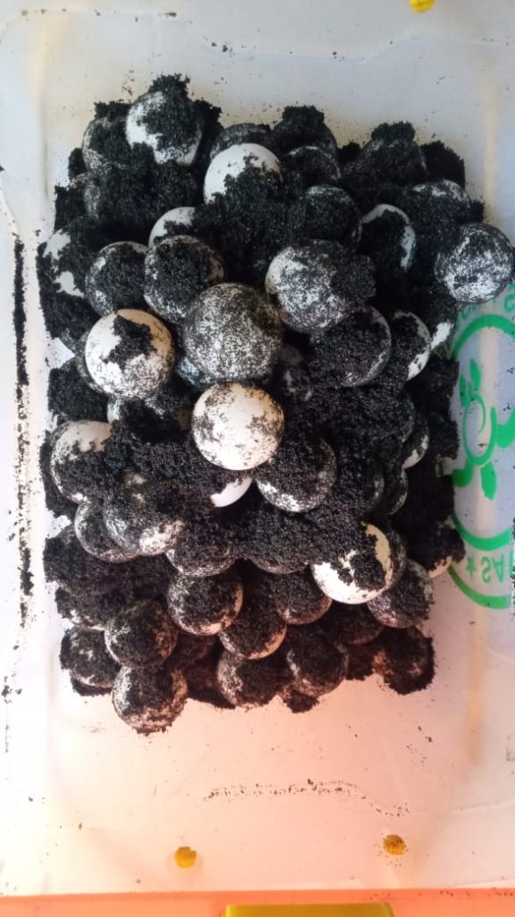 Watching Sea Turtles Nesting and Releasing Hatchlings