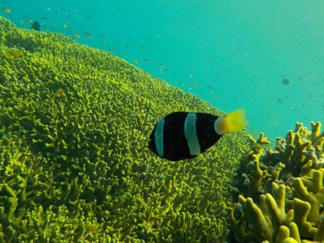 Snorkeling at Menjangan Island